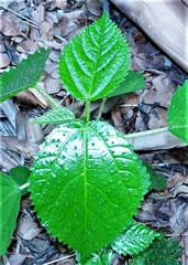 Dendrocnide photiniiphylla