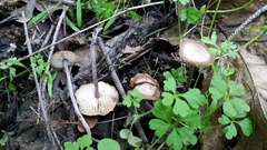 Myochromella boudieri