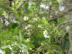 Melaleuca trichostachya