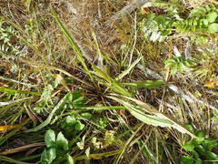 Plantago macrocarpa