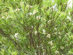Melaleuca trichostachya