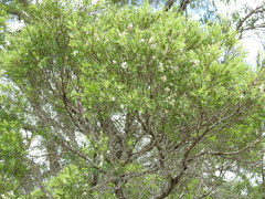 Melaleuca trichostachya