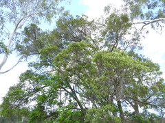 Melaleuca trichostachya