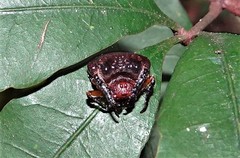 Arkys speechleyi