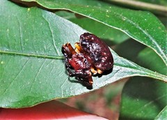 Arkys speechleyi