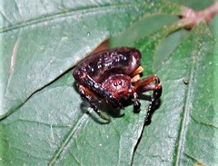 Arkys speechleyi