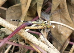 Diplacodes trivialis