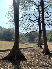 Terminalia calamansanai