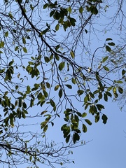 Terminalia calamansanai