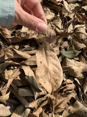 Terminalia calamansanai