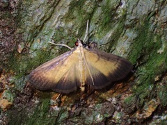 Bacotoma