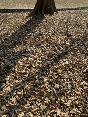 Terminalia calamansanai