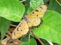 Acraea terpsicore