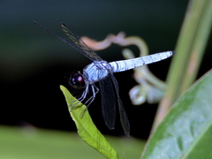 Brachydiplax duivenbodei