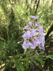 Stylidium laciniatum