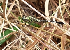Orthetrum sabina