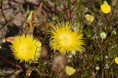 Apatesieae