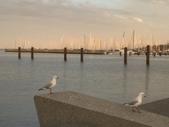 Chroicocephalus novaehollandiae