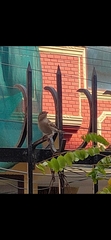 Passer domesticus