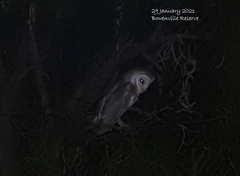 Tyto alba delicatula