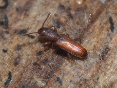 Silvanus unidentatus