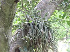 Tillandsia capitata