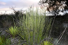 Euphorbia rossiana