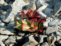 Epilobium forbesii