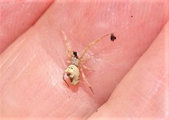 Philoponella variabilis