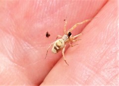 Philoponella variabilis