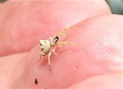 Philoponella variabilis