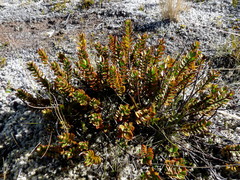 Veronica decumbens