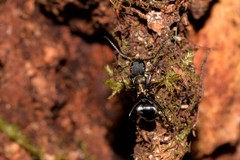 Polyrhachis ornata