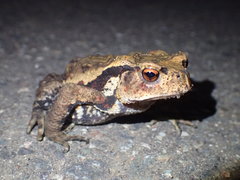 Bufo formosus