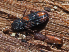 Silvanus unidentatus