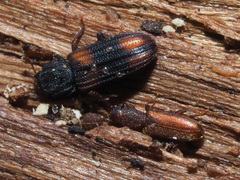 Silvanus unidentatus