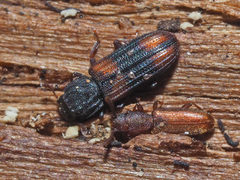 Silvanus unidentatus