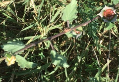 Malvastrum aurantiacum