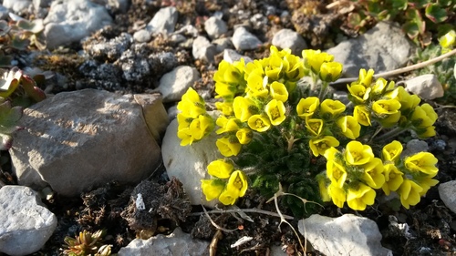 Draba micropetala