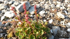 Saxifraga cernua