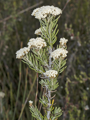 Ozothamnus rosmarinifolius