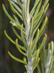 Ozothamnus rosmarinifolius