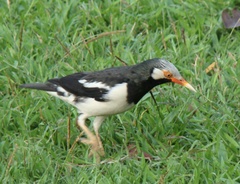 Gracupica floweri