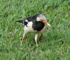 Gracupica floweri