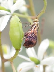 Nemophora sparsella