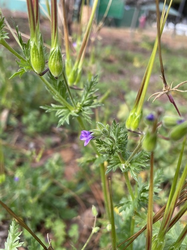 Shortfruit stork's bill (Erodium brachycarpum)