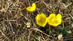 Ranunculus nivalis