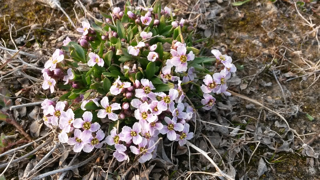 Arctic False Wallflower