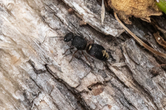 Ephutomorpha lateralis