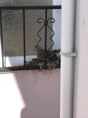 Streptopelia senegalensis